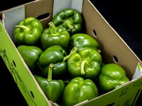 Paprika Grön Färsk 5kg 181-221