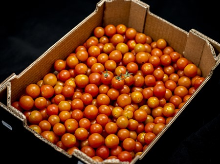 Körsbärstomat Lösvikt (Utan fluga) 4kg