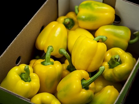 Paprika Gul Färsk